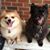 Shellie Gross Phillips's profile image