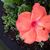Donna Shepherd's profile image