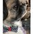 Jennifer Stover Freeman-Abboud's profile image