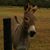 Mike Springer's profile image