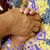 Junior An Neesha Bunnie's profile image