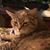 Kristylynn Turnbull's profile image