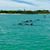 Debra Sturm Heselton's profile image