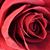 Ana Estevez's profile image