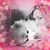 Amy Thoresen Vitale's profile image