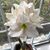 Louise Stafford Bates's profile image