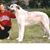 Dixie Hirsch's profile image