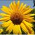 Mary Ann Brady Rice's profile image