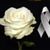 Annia D Reyes's profile image