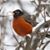 Jacqueline Debold-Thompson's profile image