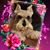 Stacy Martin's profile image