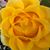 Beverly Oddi's profile image