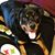 Carissa Belcher Pitsenbarger's profile image