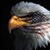Lisa Smith Hayes's profile image