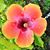 Patricia Irene's profile image