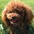 Diana Brooks Priser's profile image