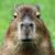 Weiland Wang's profile image