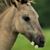 Theresa Morrow's profile image