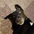 Deb Watson Zimmer's profile image