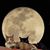 Carol Lee Wood's profile image