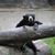 Ginger Noble-Tolson's profile image