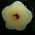 Paula Fox's profile image