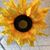 Sondra Pfuhl Hisrich's profile image