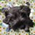 Kate Brazell's profile image