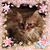 Pam Gammons's profile image