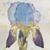 Vicki Bales Capp's profile image