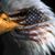 Karen Frank's profile image