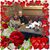 Debra Iadipaolo Weber's profile image