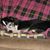 Carol Bell's profile image