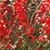 Troyanne Montville Bennefield's profile image