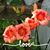 Lisa Gallmeyer Wells's profile image