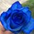 Eli Yerena's profile image