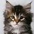 Conner Resch's profile image