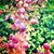 Toni Lullo's profile image