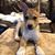 Stephanie Mazzola Coppolino's profile image