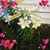 Linda Cagle's profile image
