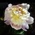 Heather Ann Catherine Komnenovic's profile image