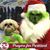 Joan Shute's profile image