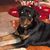 Tracey Rzepski-Atkinson's profile image