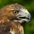 Ian Reid's profile image