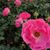 Linda Kelley's profile image