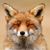 Karen Mills Borghi's profile image
