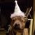 Hada Hotrod Dodge's profile image