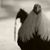 Jorge Zarazua's profile image