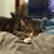 Christopher Delconte's profile image