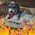 Joanne DiCenzo's profile image